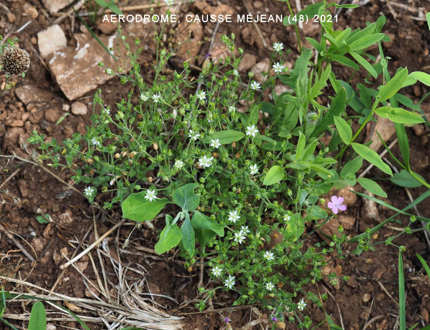 Sandwort, Thyme-leaved plant